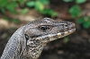 J01_2022 Monitor Lizard